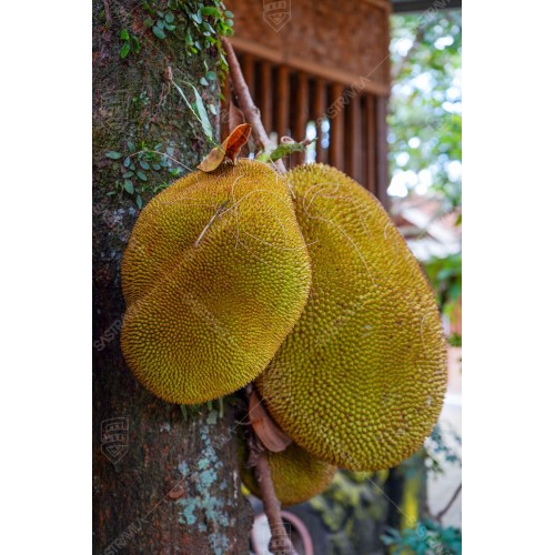 Buah Nangka 005