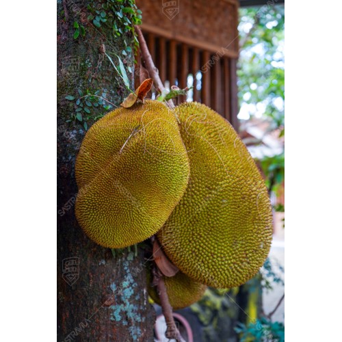 Buah Nangka 006