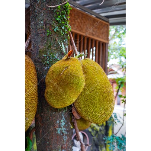 Buah Nangka 007