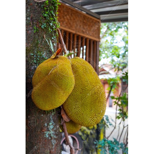 Buah Nangka 008