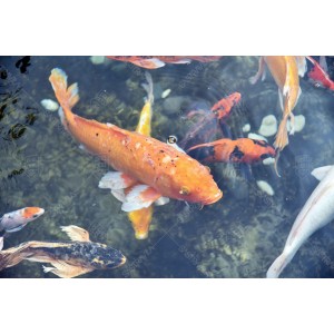 Ikan Koi 01 Ikan Koi 01