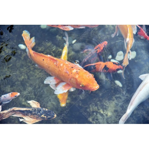 Ikan Koi 01