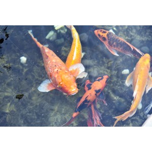 Ikan Koi 02 Ikan Koi 02
