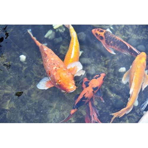Ikan Koi 02 Ikan Koi 02