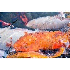Ikan Koi 03 Ikan Koi 03