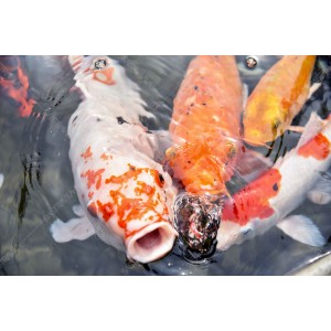 Ikan Koi 04