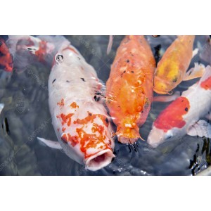 Ikan Koi 05