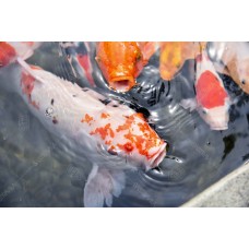 Ikan Koi 06 Ikan Koi 06