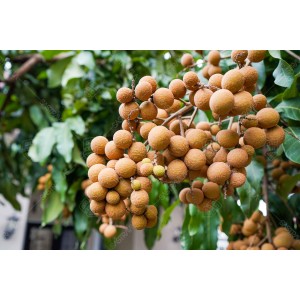 Buah Lengkeng 001 Buah Lengkeng 001