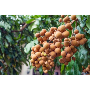Buah Lengkeng 002 Buah Lengkeng 002