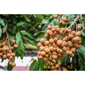 Buah Lengkeng 003