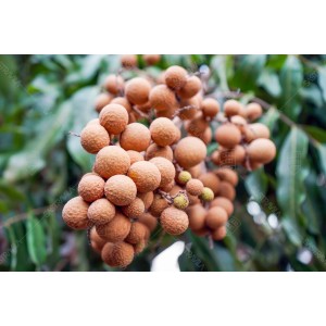 Buah Lengkeng 004 Buah Lengkeng 004