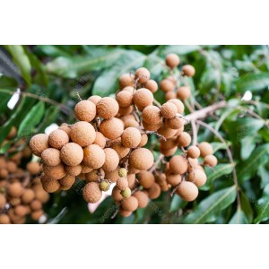 Buah Lengkeng 005 Buah Lengkeng 005